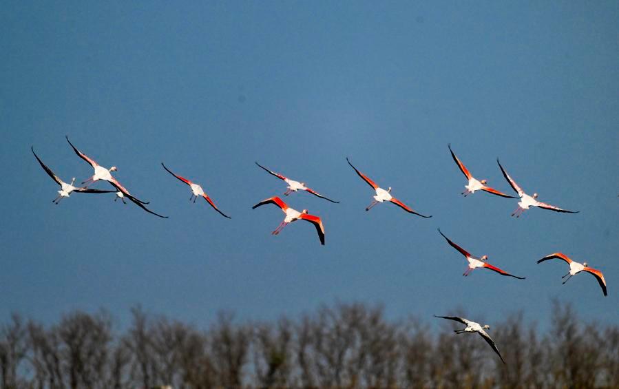 Xinhua Headlines: How flutters of great little birds weave together Asia- Pacific community-Xinhua