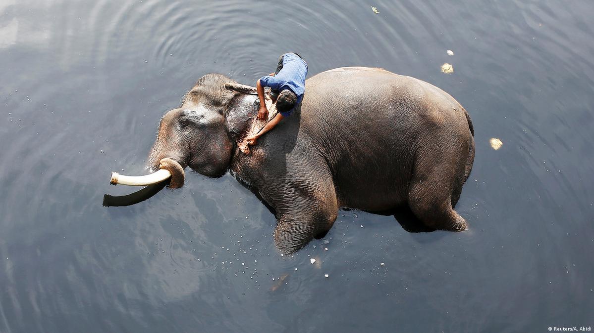 The sorry lives of India's captive elephants
