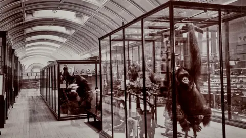 Natural History Museum nature gallery to reopen after 83 years