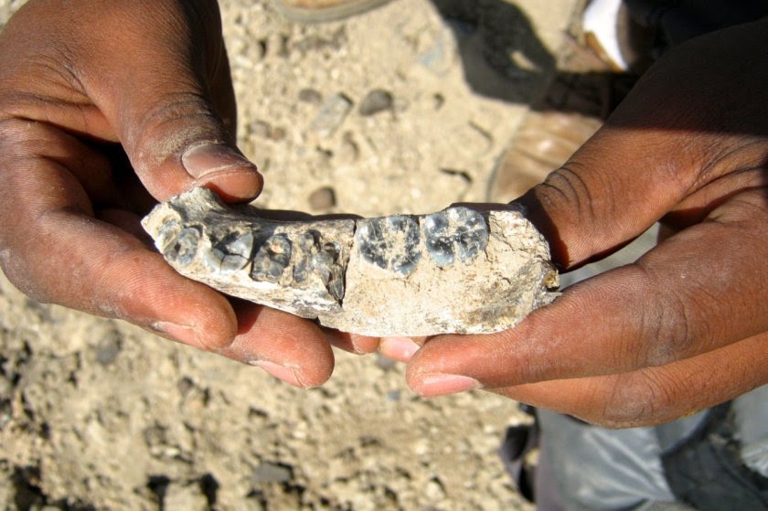 Unearthed in Ethiopia, the broken jaw with greying teeth suggests that the Homo lineage ? of which modern humans are the only surviving member ? existed up to 400,000 years earlier than previously thought. The fragment dates from around 2.8 million years ago, and is by far the most ancient specimen to bear the Homo signature. The earliest such fossil was one thought to be up to 2.4 million years ages old. https://www.newscientist.com/article/2018219-oldest-known-member-of-human-family-found-in-ethiopia/