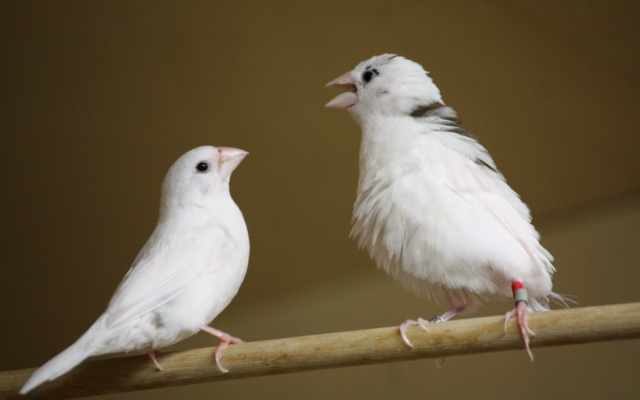Finches use the same rulebook as human babies to pick up language, study finds | The Times of Israel