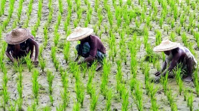 সারের কৃত্রিম সংকট, চাহিদার সমান বরাদ্দ থাকলেও সরকারি মূল্য কাগজে কলমে