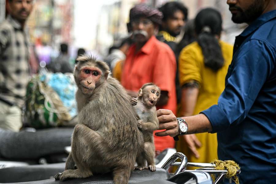 Monkey in the stands could derail plans for staging Badminton World Championships | Flashscore.com