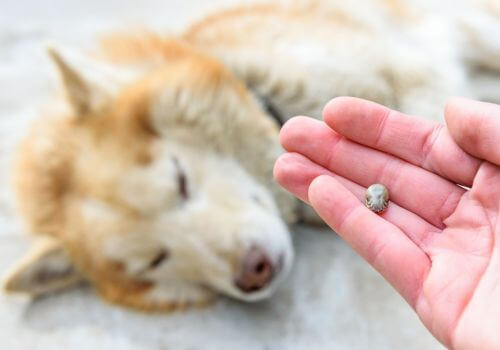 Dog Fleas and Ticks | Green Valley Animal Hospital