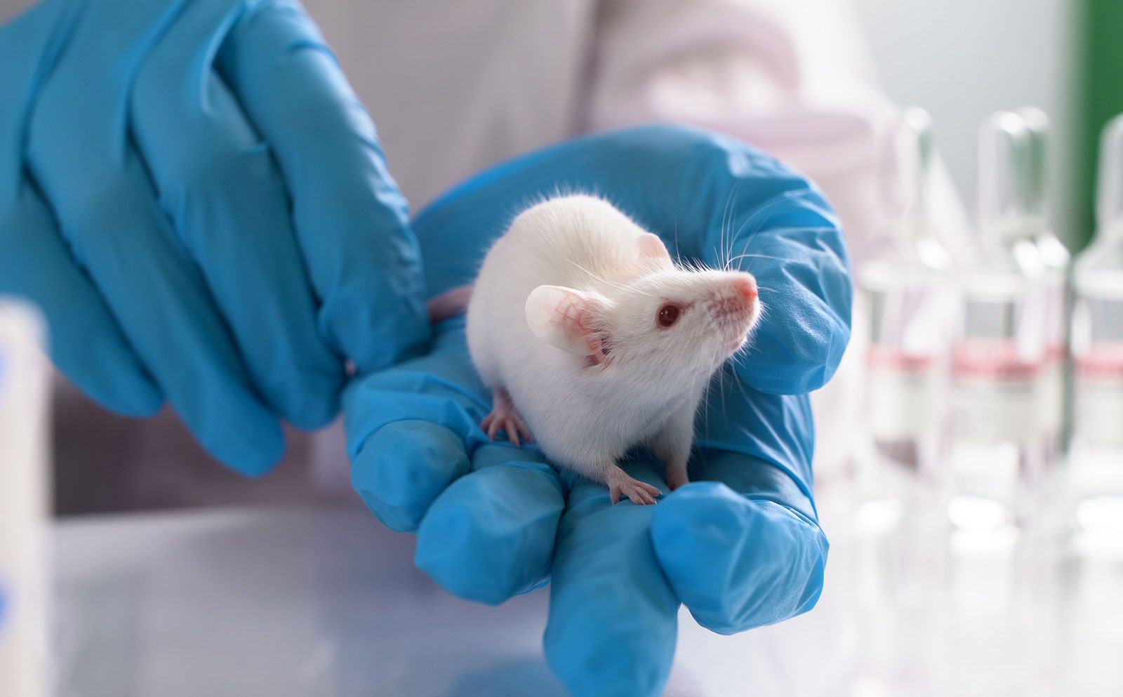 Animal Testing | Pros, Cons, Debate, Arguments, Science, Disease, Medicine,  Cruelty, & Cosmetics | Britannica