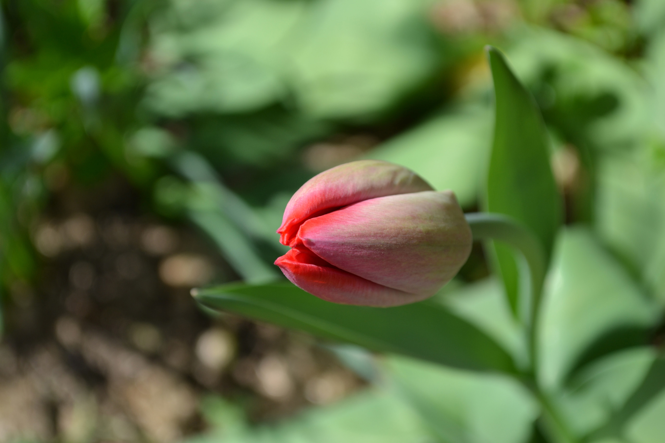 Red Flower that hasn't bloomed yet image - Free stock photo - Public Domain photo - CC0 Images