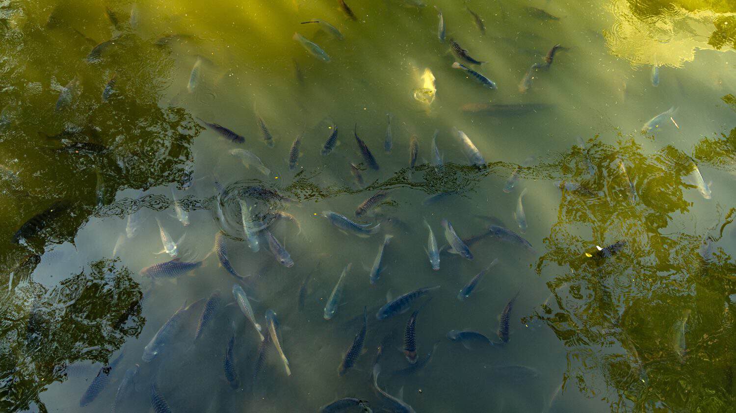 Muddy Water Doesn't Scatter Fish. It Draws Them Together. - A-Z Animals