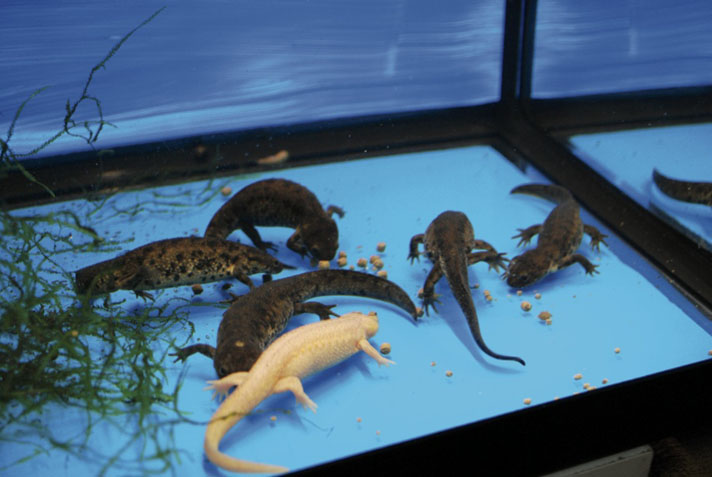 Spanish Ribbed Newt Care Information - Reptiles Magazine