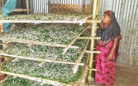 রাজশাহীর রেশম শিল্প চীনা সুতার চাপে, তুঁত চাষ ছাড়ছেন কৃষক