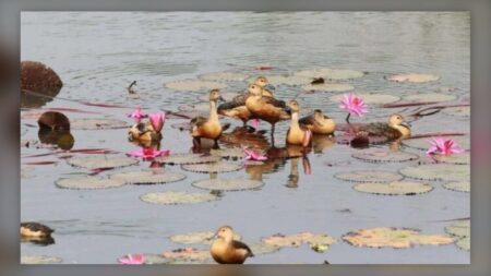 শীতের অতিথি পাখি রক্ষায় জাহাঙ্গীরনগর বিশ্ববিদ্যালয়ে বহিরাগত প্রবেশ নিষিদ্ধ