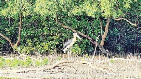 সুন্দরবনে হারিয়ে যেতে বসা মদনটাক: টিকে থাকার লড়াইয়ে বিরল এক পাখি