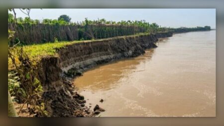 ব্রহ্মপুত্রের ভাঙনে কুড়িগ্রামে ফসলি জমি বিলীন, আধা পাকা ধান কাটছেন কৃষক