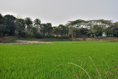 বাংলাদেশের সবুজ ধানখেত