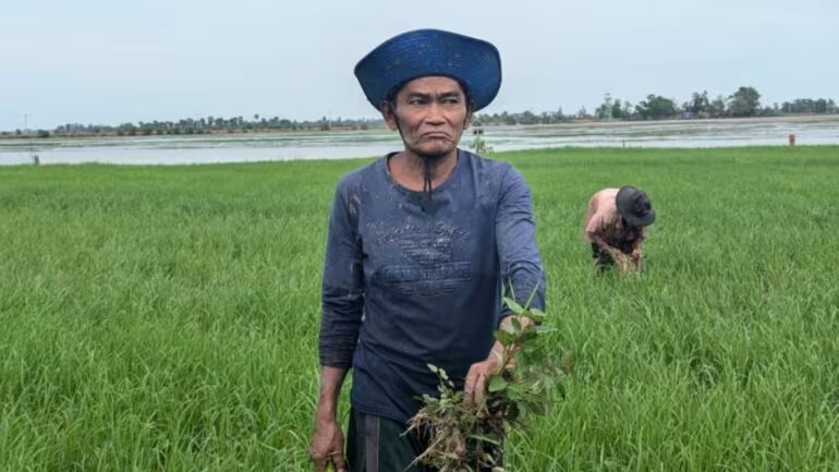 সবুজ ধানখেতে আগাছা হাতে দাঁড়িয়ে এক কৃষক