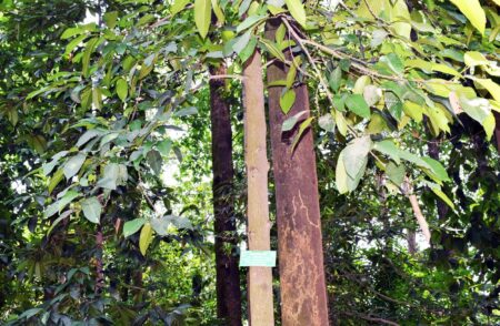 গর্জন গাছ: কোথায় জন্মায়, কেন দামি আর কীভাবে চিনবেন গর্জন গাছ