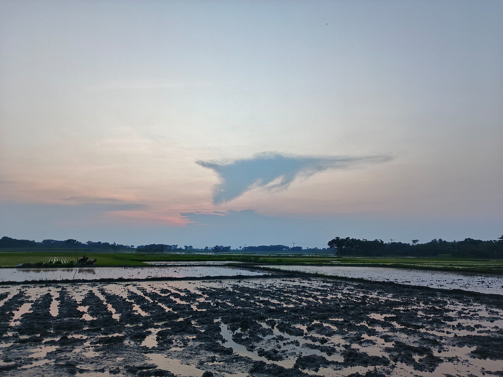 গ্রামের ধানখেতে জমি প্রস্তুত করছেন কৃষক