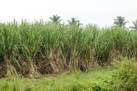 কর্ণাটকের আখখেত, আখ থেকে ইথানল